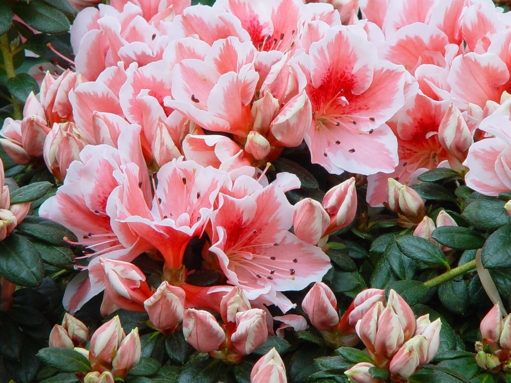 Azalea indica 'Mevrouw Gerard Kint'