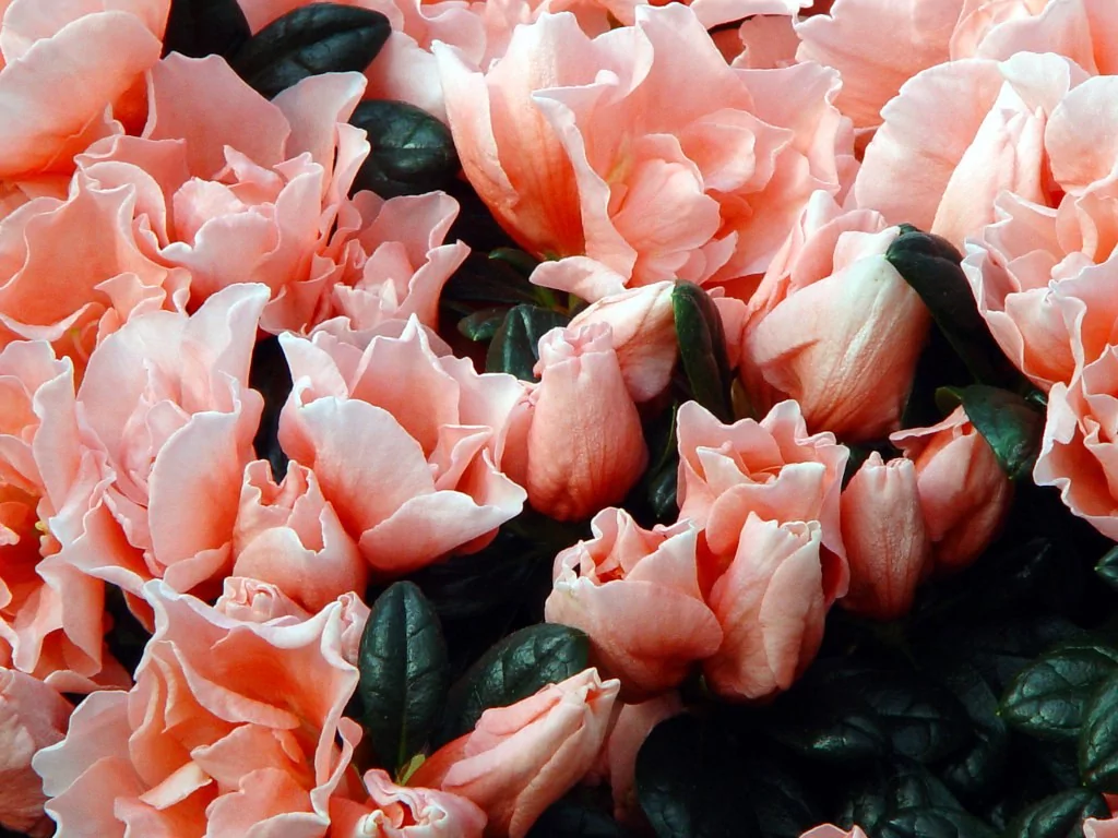 Azalea indica 'Christine Matton'