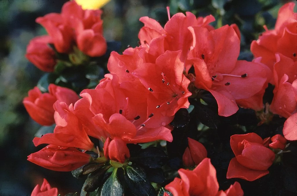 Azalea indica 'Glaser Nummer'