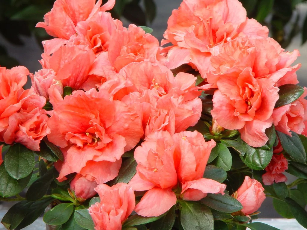 Azalea indica 'Luntera'