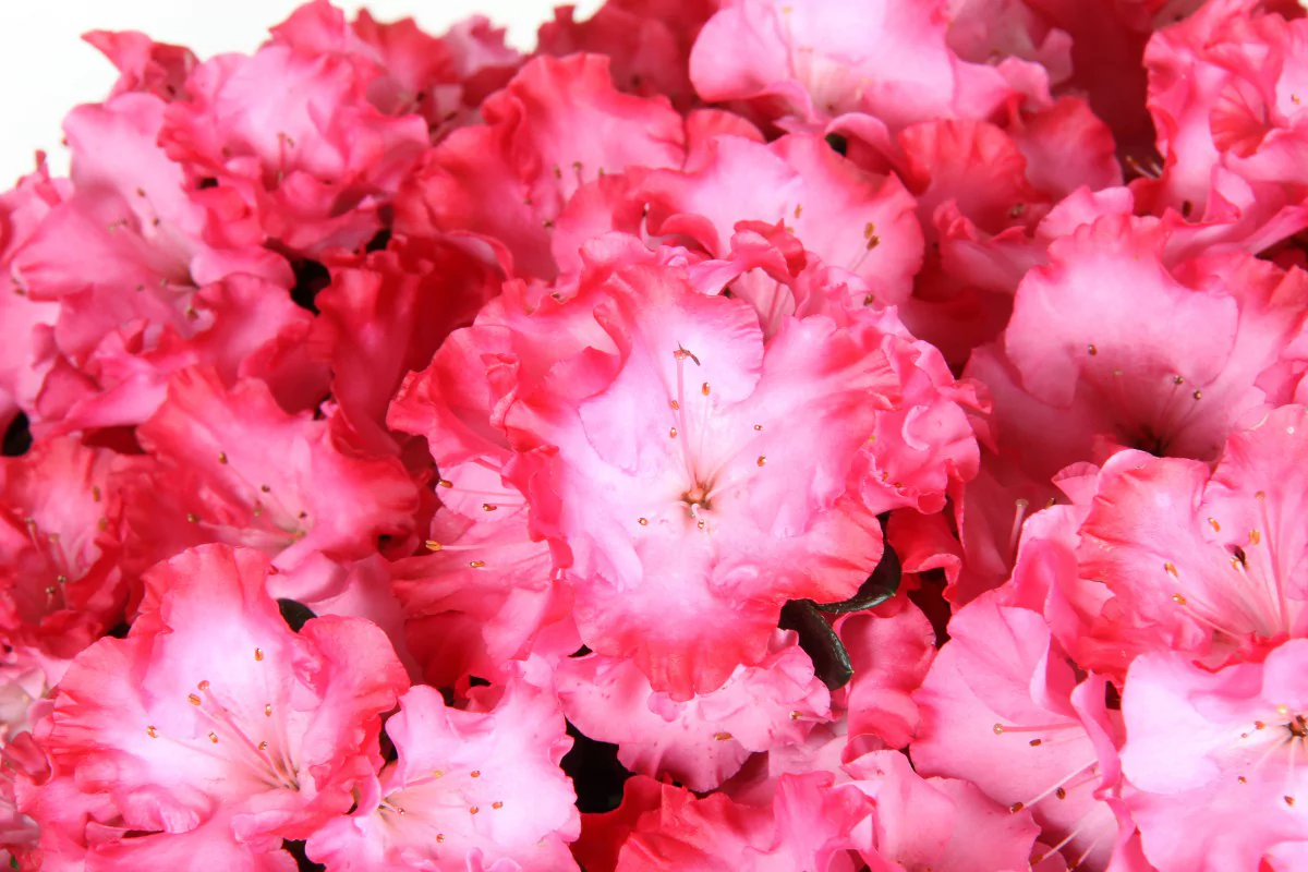Azalea indica Hortinno Princess Pinky