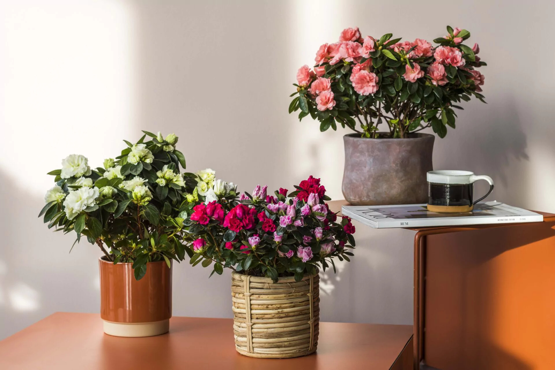 De Gentse azalea in je interieur: tips van florist Tom de Wilde